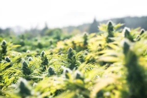 Daniel’s Story of How Medical Cannabis Helped Ease Chemotherapy Side Effects